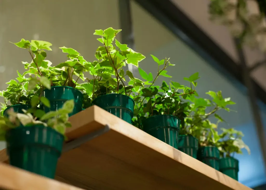 10 Proven Tips to Grow Herbs Indoors Without Sunlight