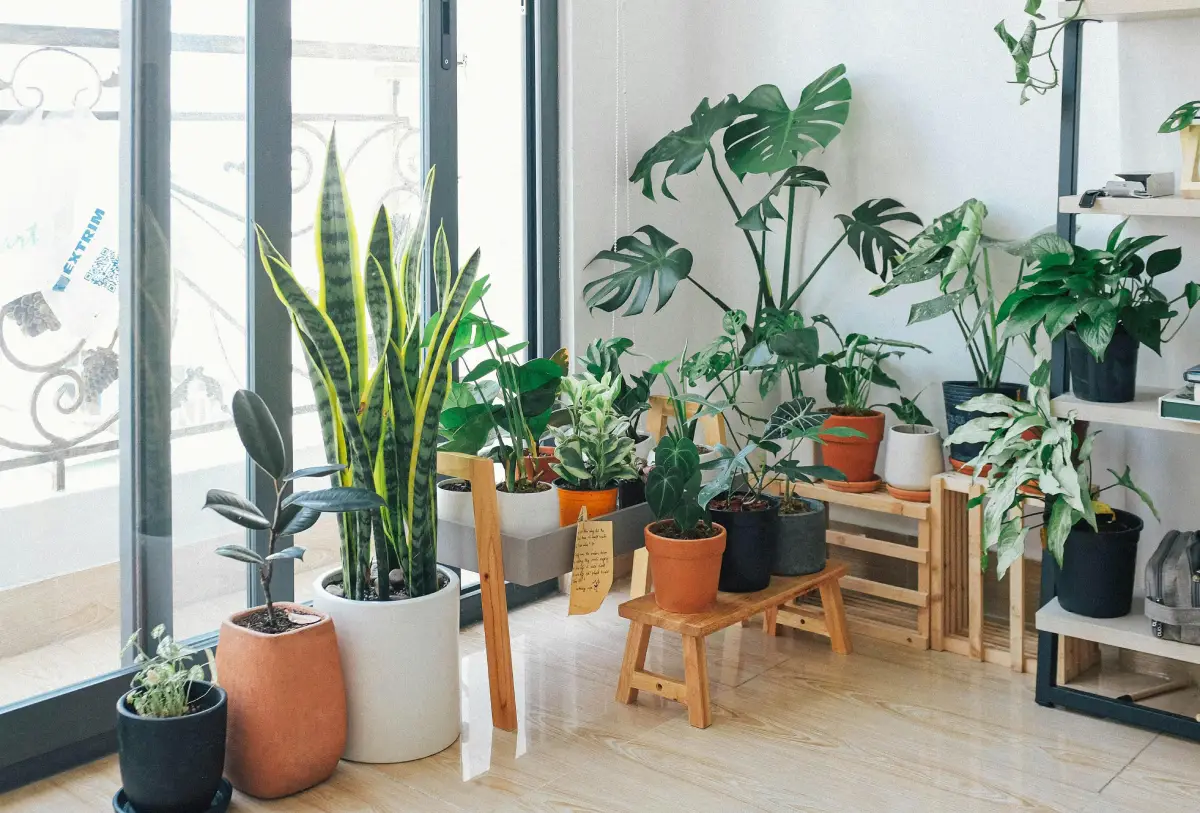 13 Powerful Indoor Plant Ideas to Purify the Air